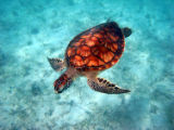 Seaturtle