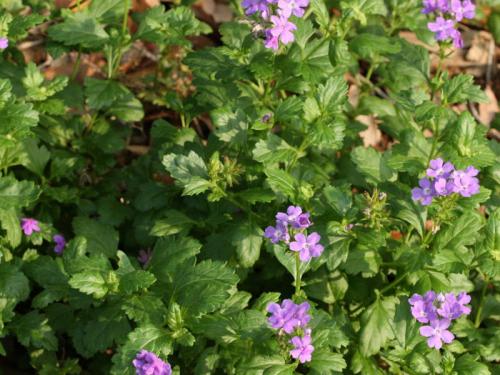 glandularia_tampensis