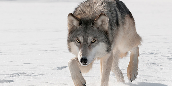 graywolfForsite